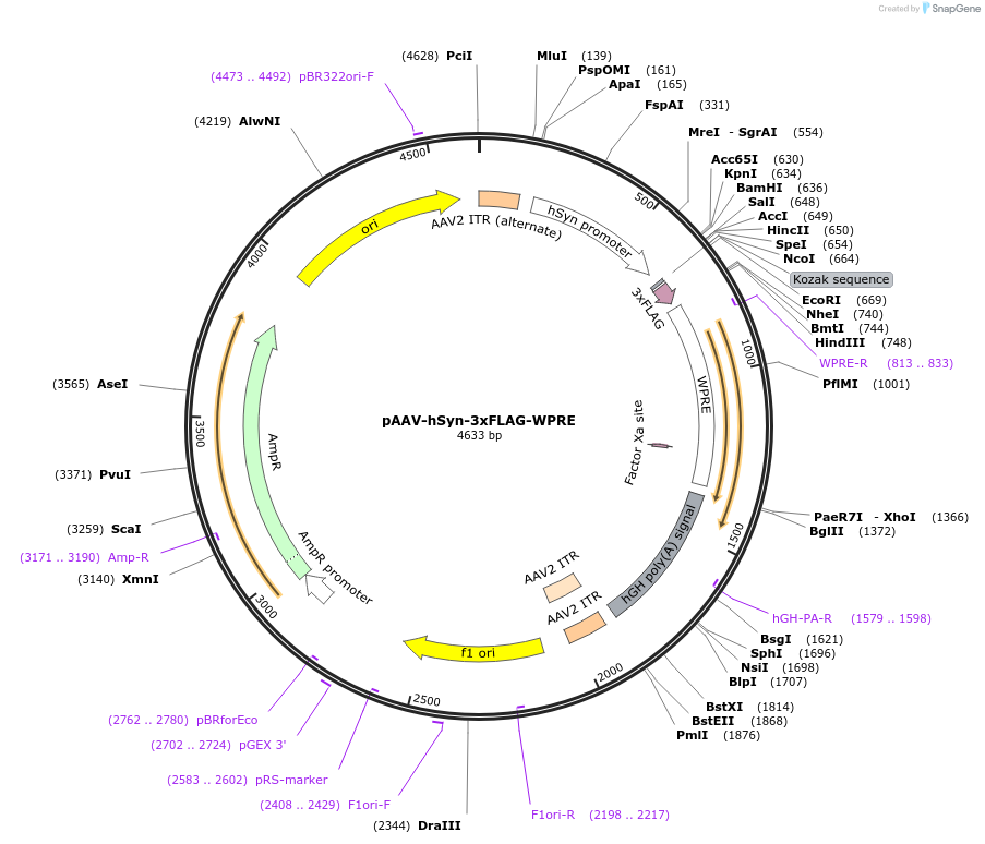 127862-plasmid-map-sequence-id-252378