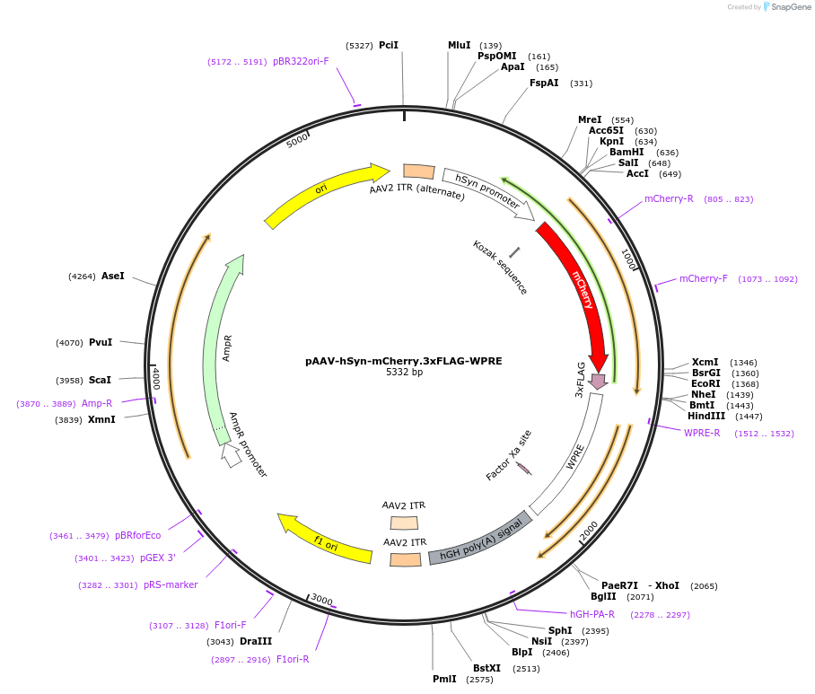 127861-plasmid-map-sequence-id-252380