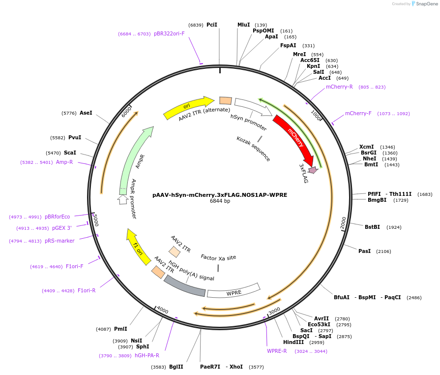 127864-plasmid-map-sequence-id-252387