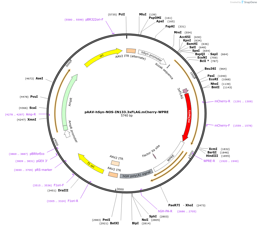 127868-plasmid-map-sequence-id-252390