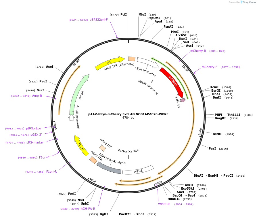 127865-plasmid-map-sequence-id-252395