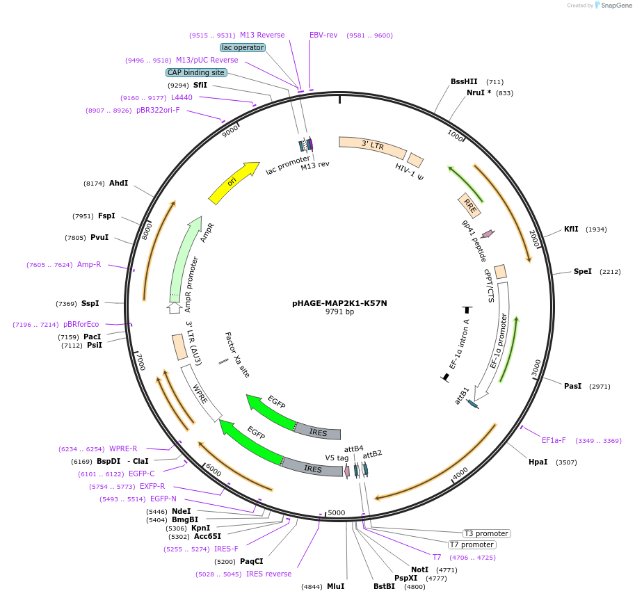 116427-plasmid-map-sequence-id-252397