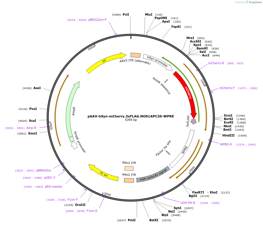 127866-plasmid-map-sequence-id-252405