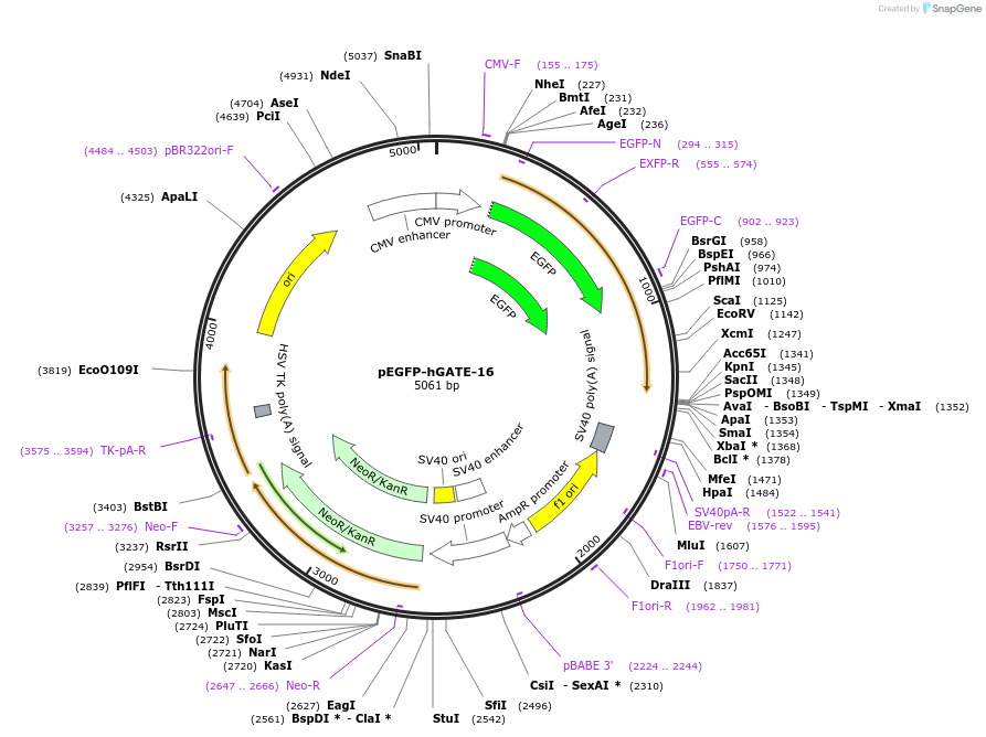 87870-plasmid-map-sequence-id-252411