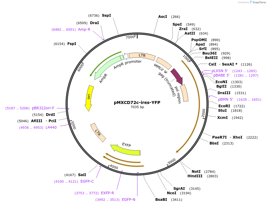 129072-plasmid-map-sequence-id-252418