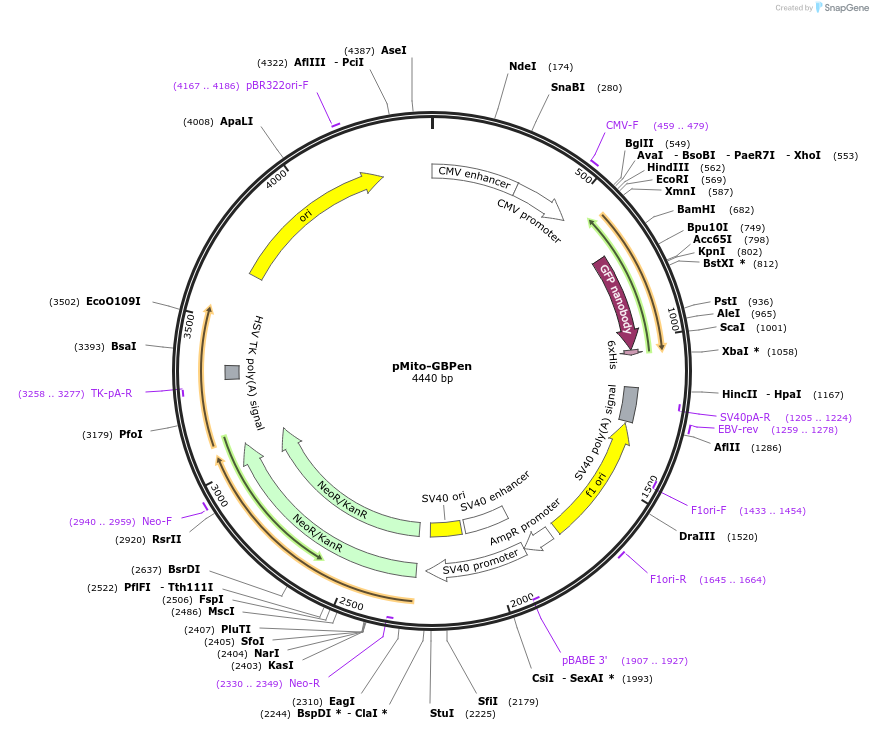 128269-plasmid-map-sequence-id-252430