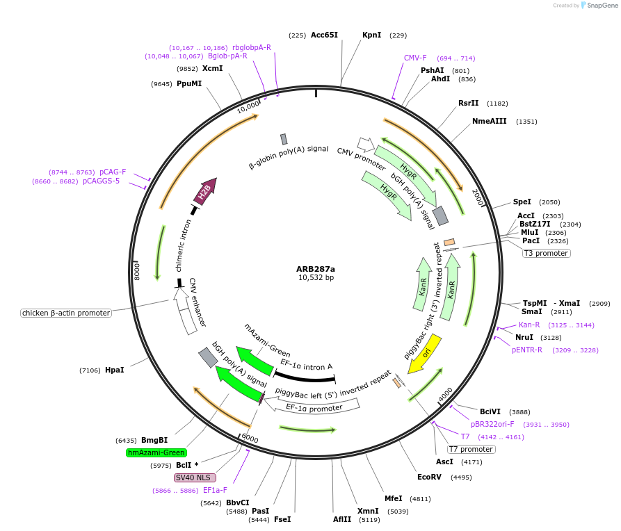 124015-plasmid-map-sequence-id-252435