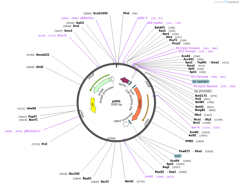 129112-plasmid-map-sequence-id-252436