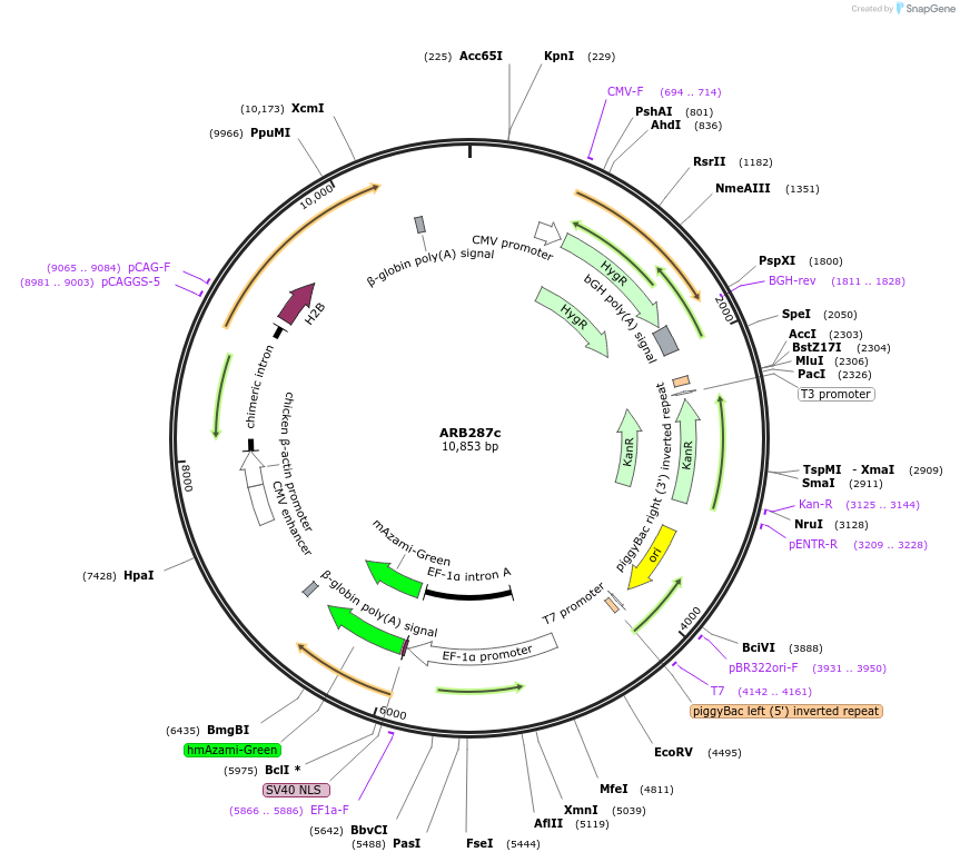 124017-plasmid-map-sequence-id-252443