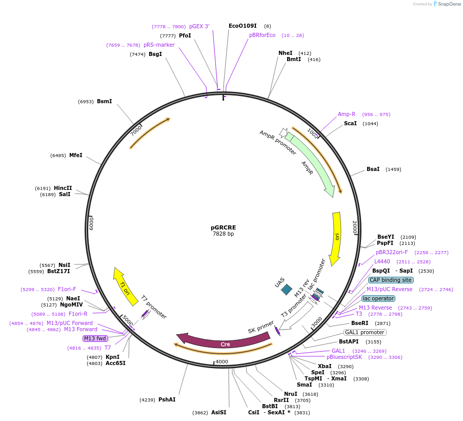129116-plasmid-map-sequence-id-252444