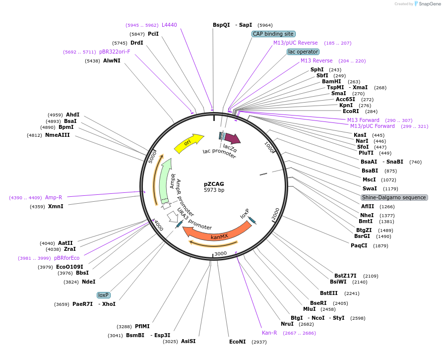 129114-plasmid-map-sequence-id-252449