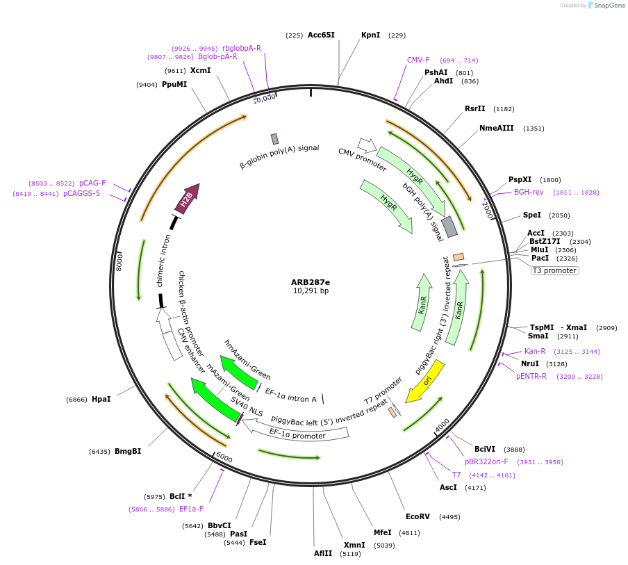 124019-plasmid-map-sequence-id-252460