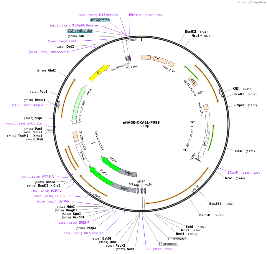 116446-plasmid-map-sequence-id-252470