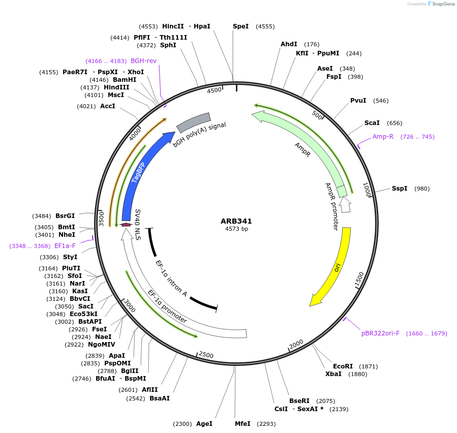 124024-plasmid-map-sequence-id-252472