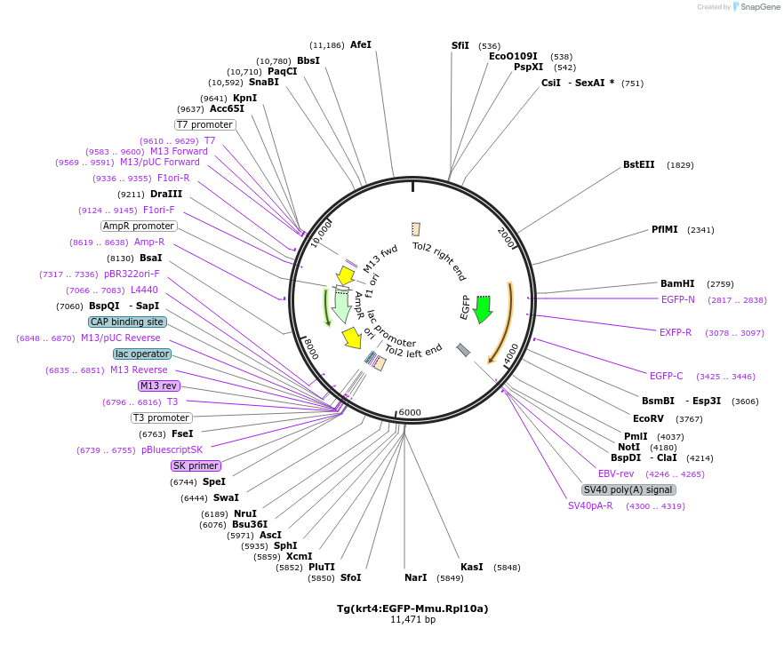 128839-plasmid-map-sequence-id-252480