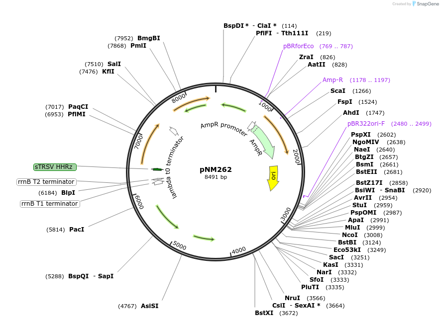 128412-plasmid-map-sequence-id-252487