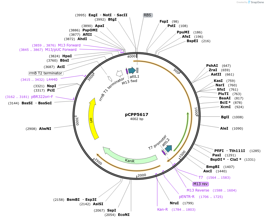 128706-plasmid-map-sequence-id-252494