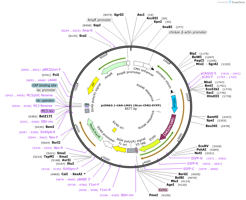 72888-plasmid-map-sequence-id-252496