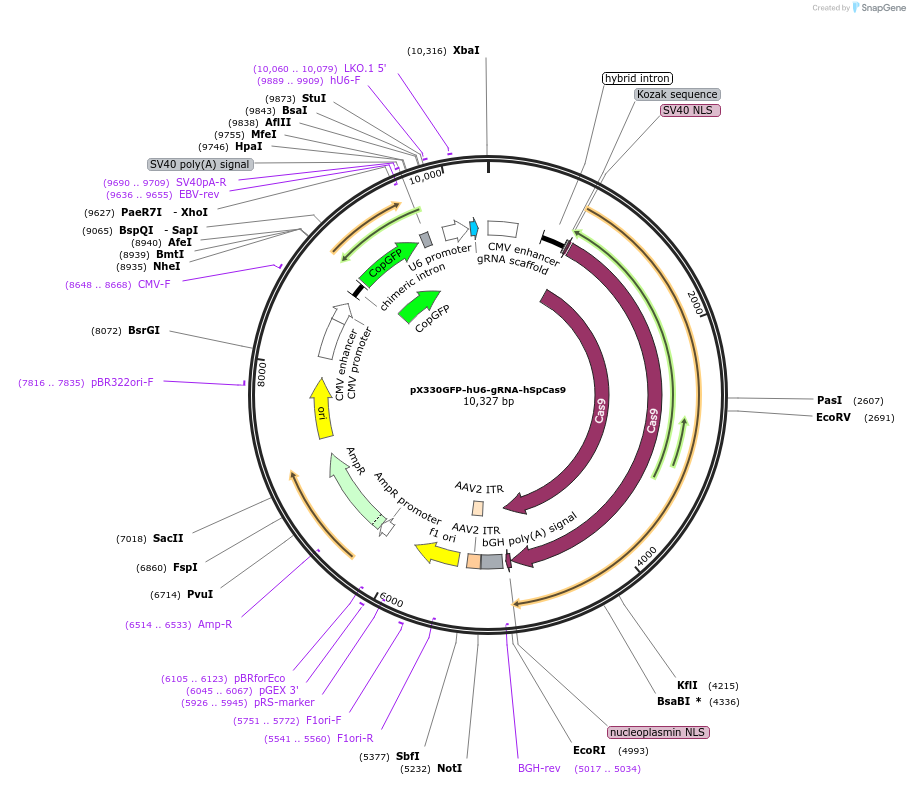 128385-plasmid-map-sequence-id-252508