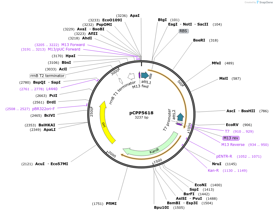 128709-plasmid-map-sequence-id-252510