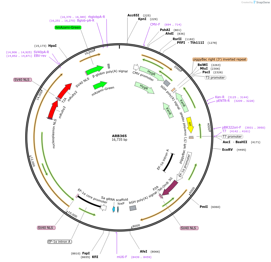 124048-plasmid-map-sequence-id-252519