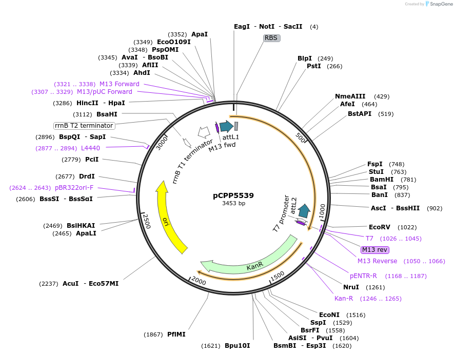 128728-plasmid-map-sequence-id-252539