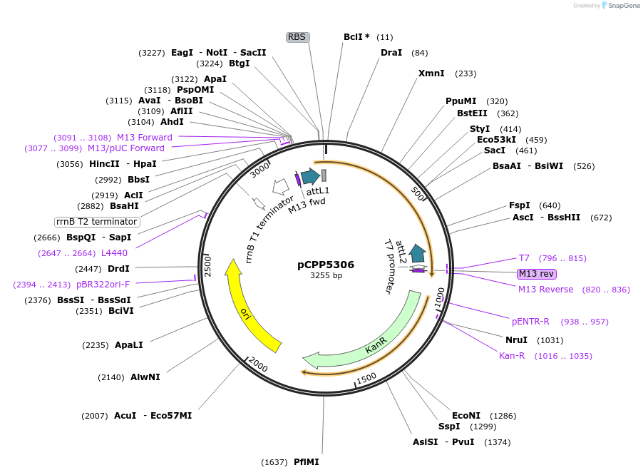 128712-plasmid-map-sequence-id-252544