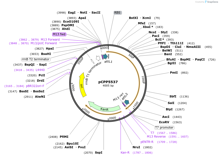 128730-plasmid-map-sequence-id-252547