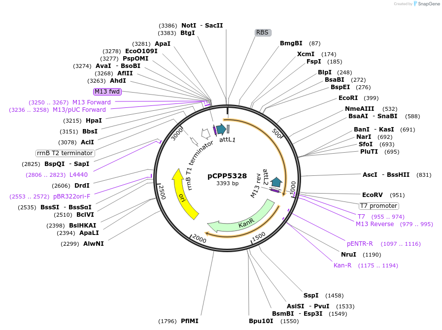 128721-plasmid-map-sequence-id-252549