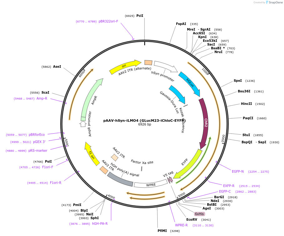 114102-plasmid-map-sequence-id-252558