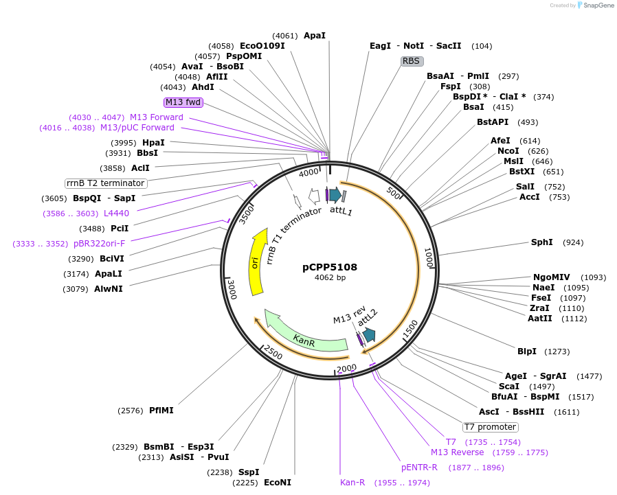 128726-plasmid-map-sequence-id-252559