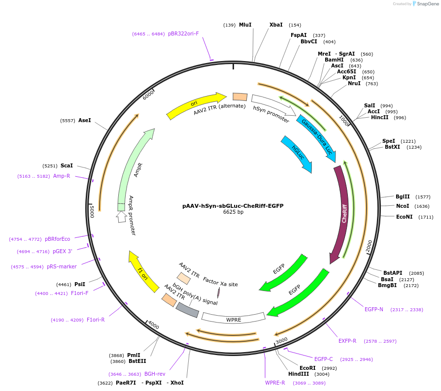 114108-plasmid-map-sequence-id-252563