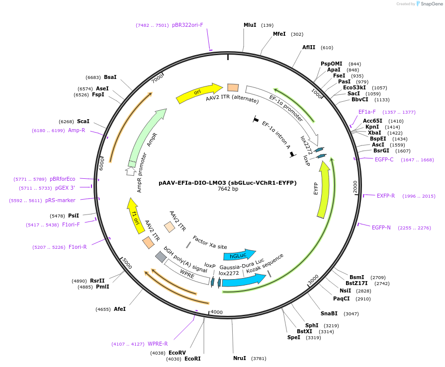 114105-plasmid-map-sequence-id-252565
