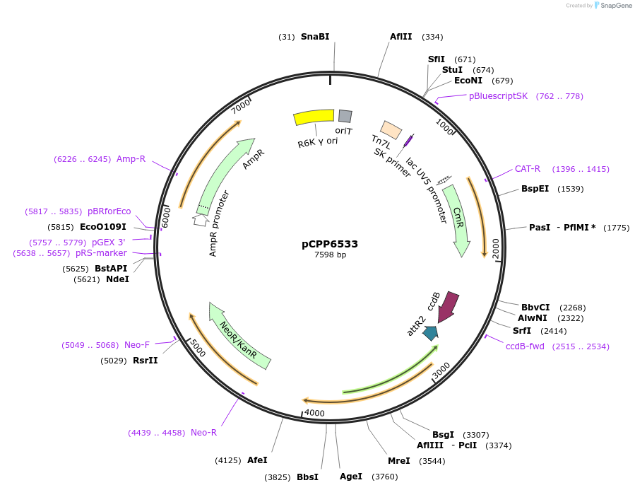 128734-plasmid-map-sequence-id-252576