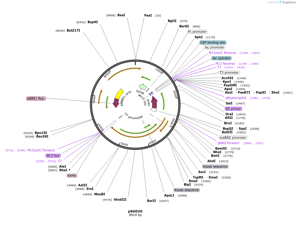 126503-plasmid-map-sequence-id-252589