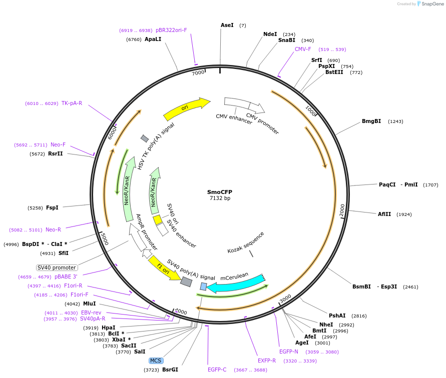 128156-plasmid-map-sequence-id-252631