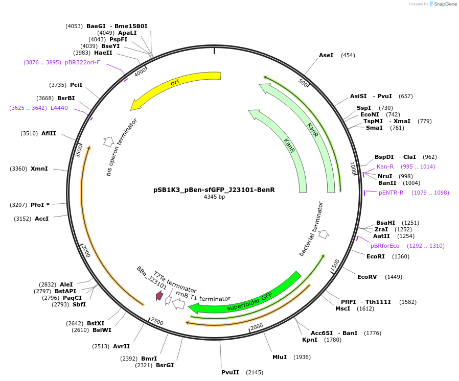 128125-plasmid-map-sequence-id-252642