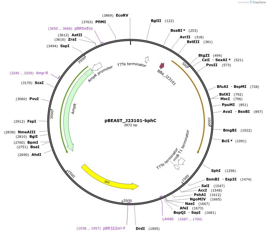 128137-plasmid-map-sequence-id-252649
