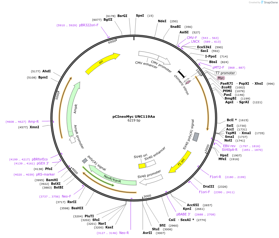 128331-plasmid-map-sequence-id-252653