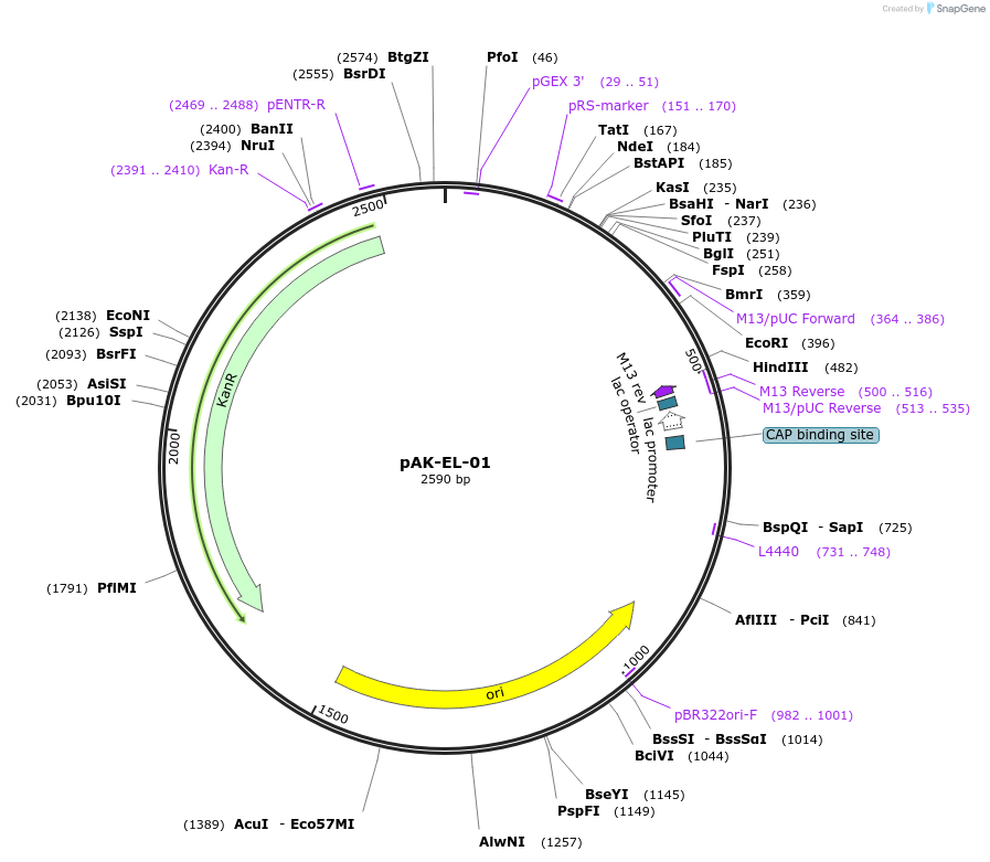 125760-plasmid-map-sequence-id-252657