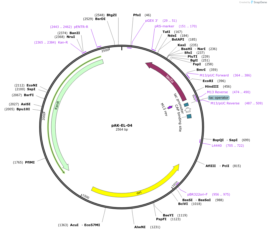 125763-plasmid-map-sequence-id-252660