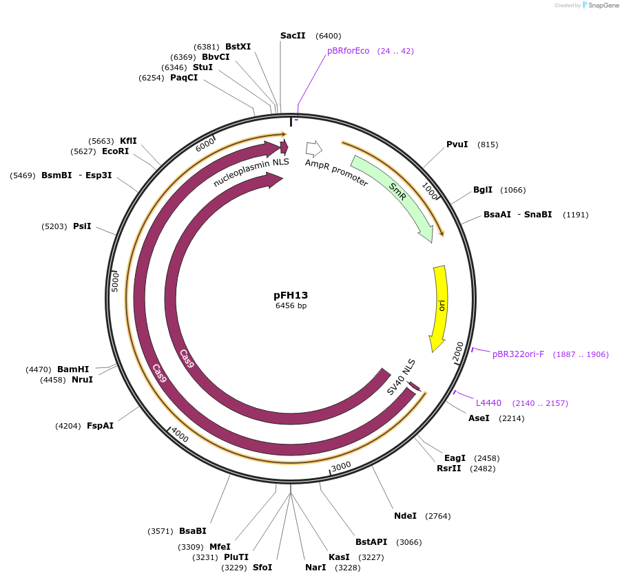 125798-plasmid-map-sequence-id-252664