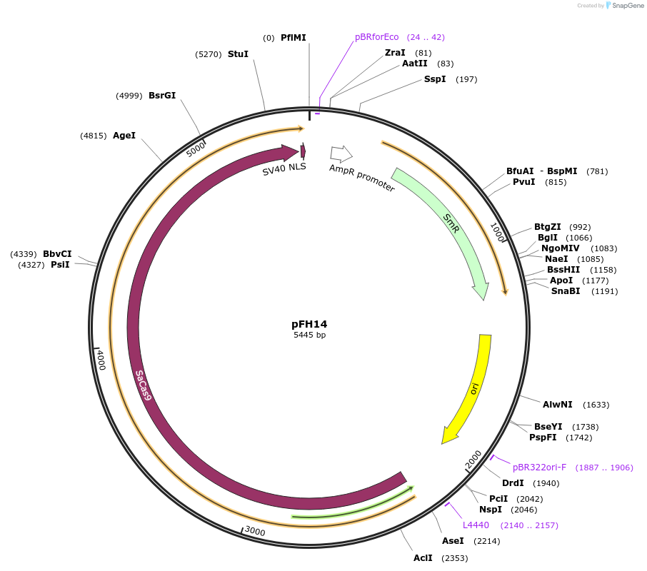 125799-plasmid-map-sequence-id-252665