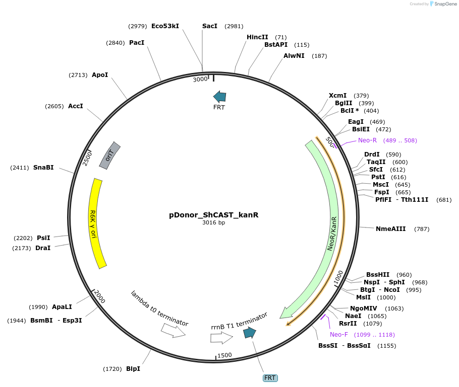 127924-plasmid-map-sequence-id-252669