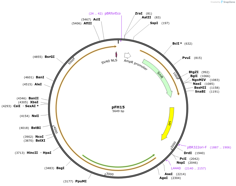 125800-plasmid-map-sequence-id-252670