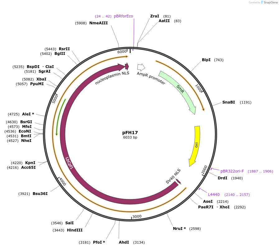 125803-plasmid-map-sequence-id-252671