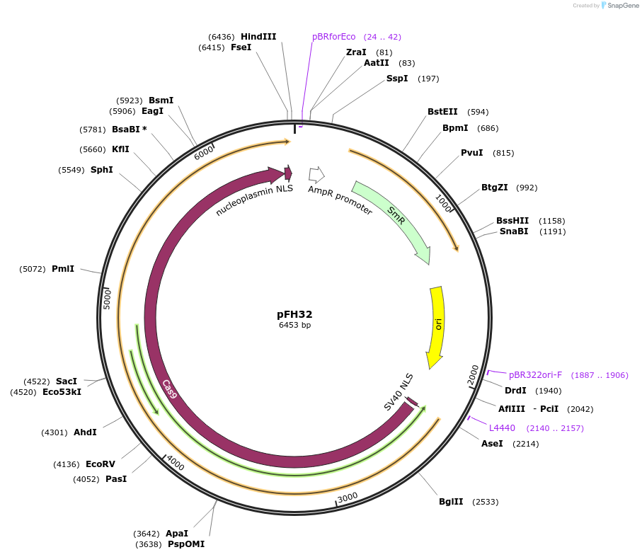 125809-plasmid-map-sequence-id-252675