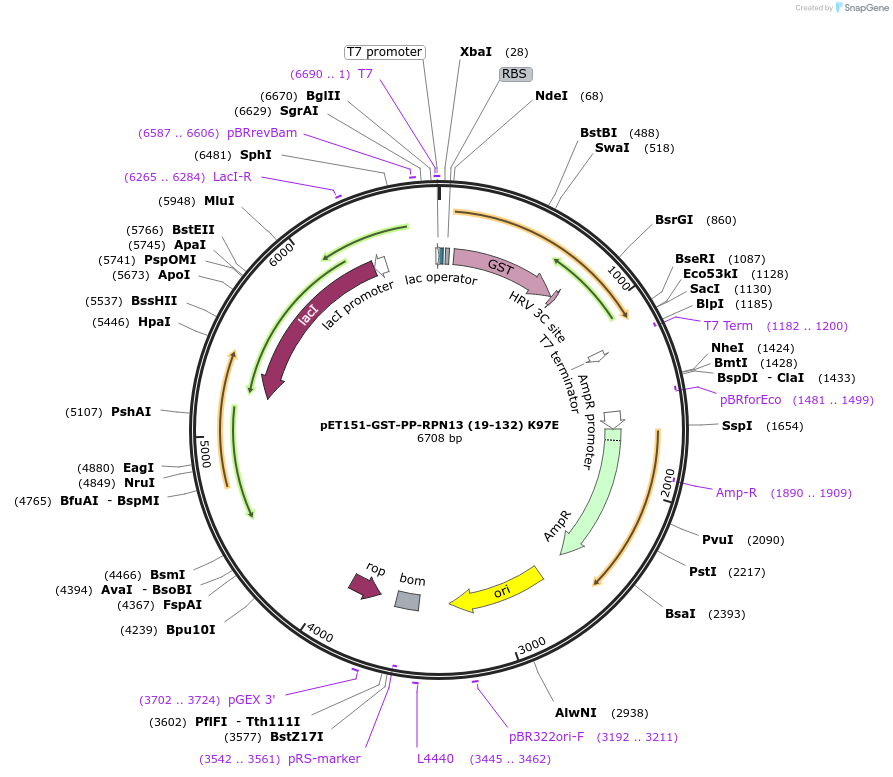 125825-plasmid-map-sequence-id-252682