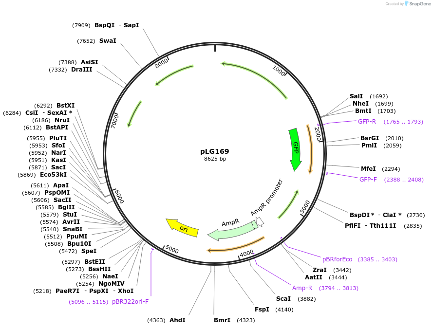 124367-plasmid-map-sequence-id-252688