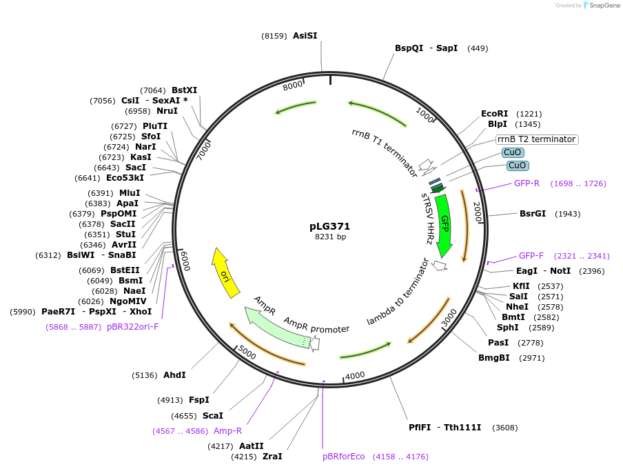 128410-plasmid-map-sequence-id-252690